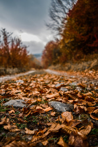 Fallen Leaves