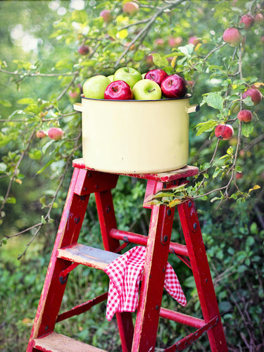 Apple Harvest