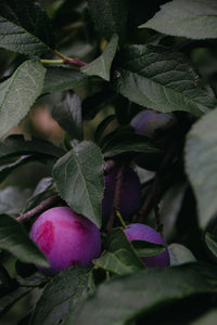 Amber Plum